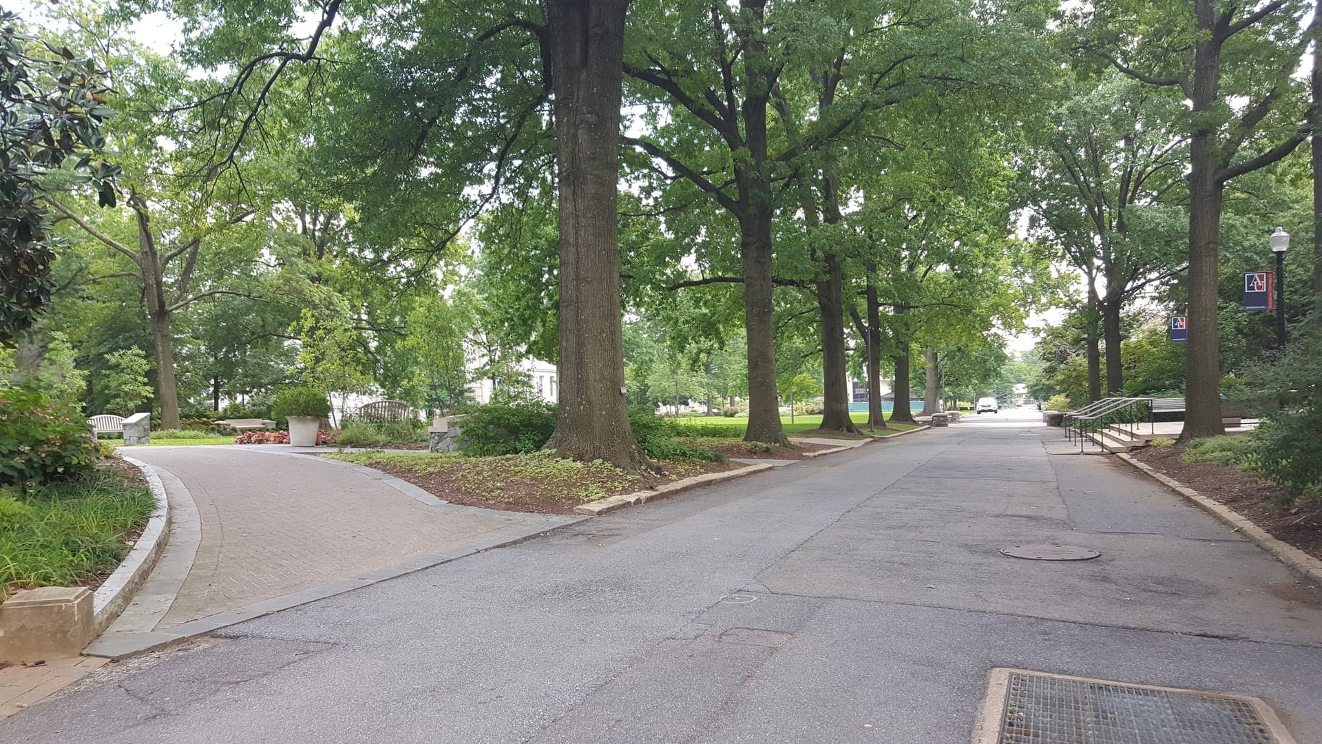 A quiet campus road at American University lined with tall mature shade trees and lawns in summer