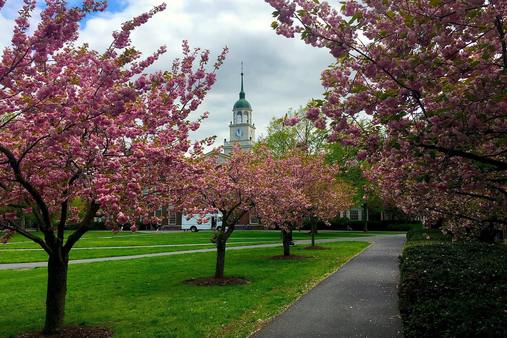 Cherry trees in pink bloom on Bucknell's Academic Quad, with Bertrand Library in the background