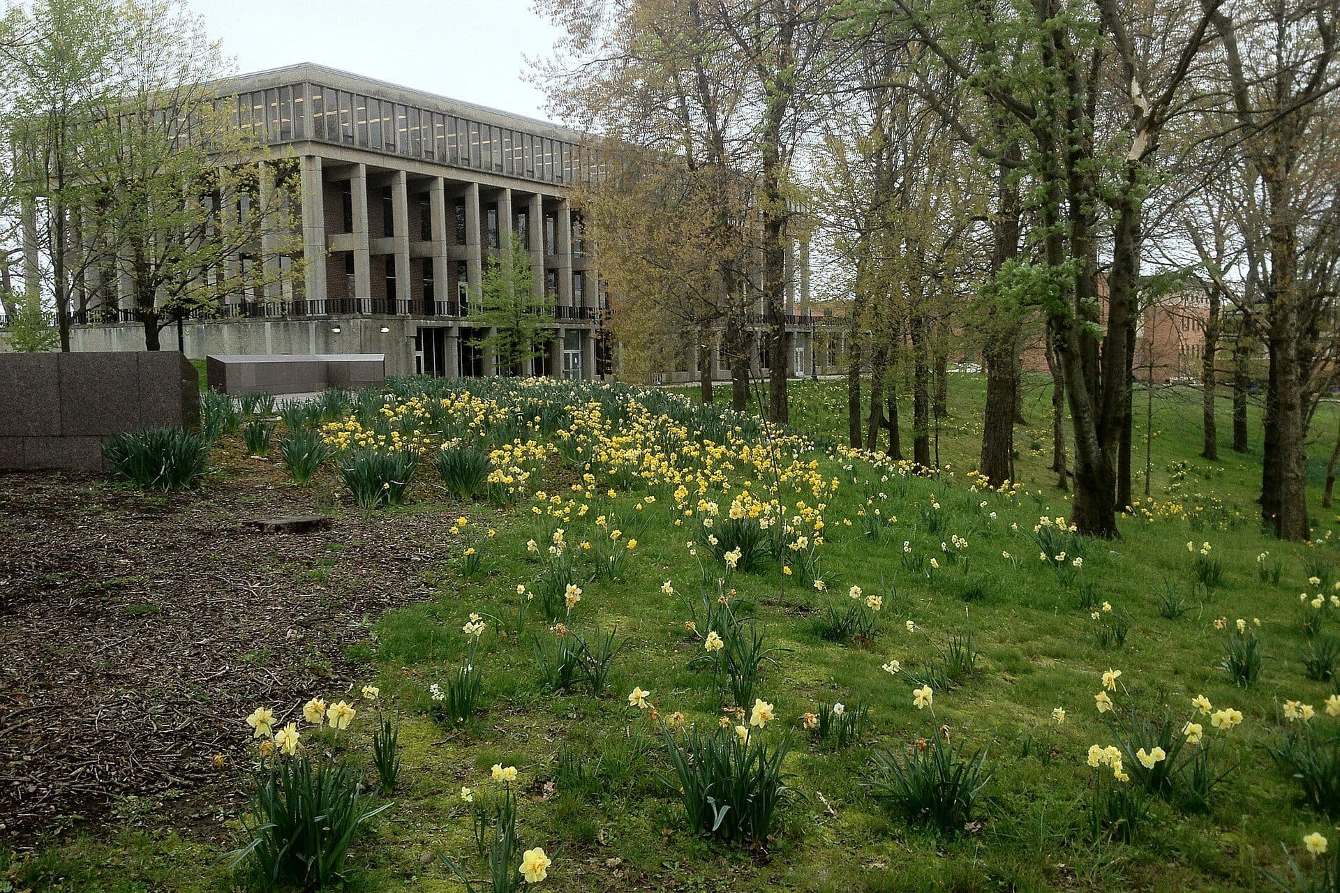 Daffodils blooming on a wooded hillside at Kent State's May 4 Memorial, with a columned campus building behind the trees