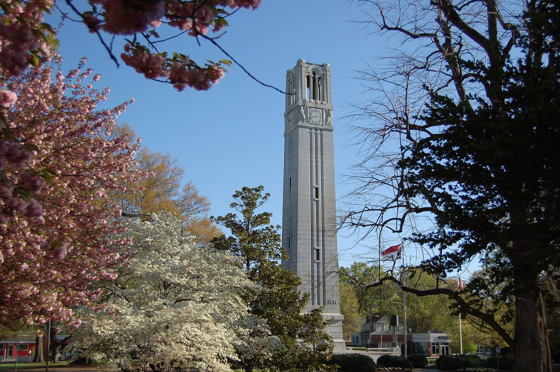 NC State's tall stone Memorial Belltower against a blue sky, framed by pink and white flowering trees in spring