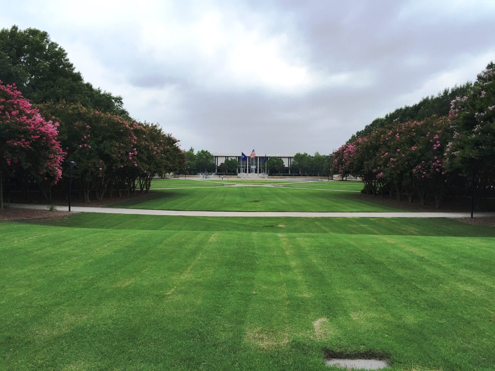 A long, freshly mowed lawn lined on both sides by crape myrtle trees in pink bloom, leading to a low modern building with a row of flags out front at Old Dominion University, under an overcast sky