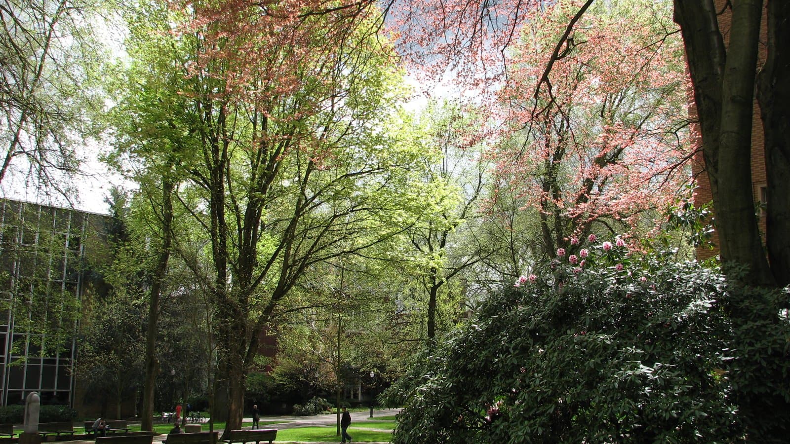 Tall trees with fresh green leaves and pink blossoms over a lawn and walkway with benches, a flowering rhododendron in the foreground and a glass-and-concrete building at left