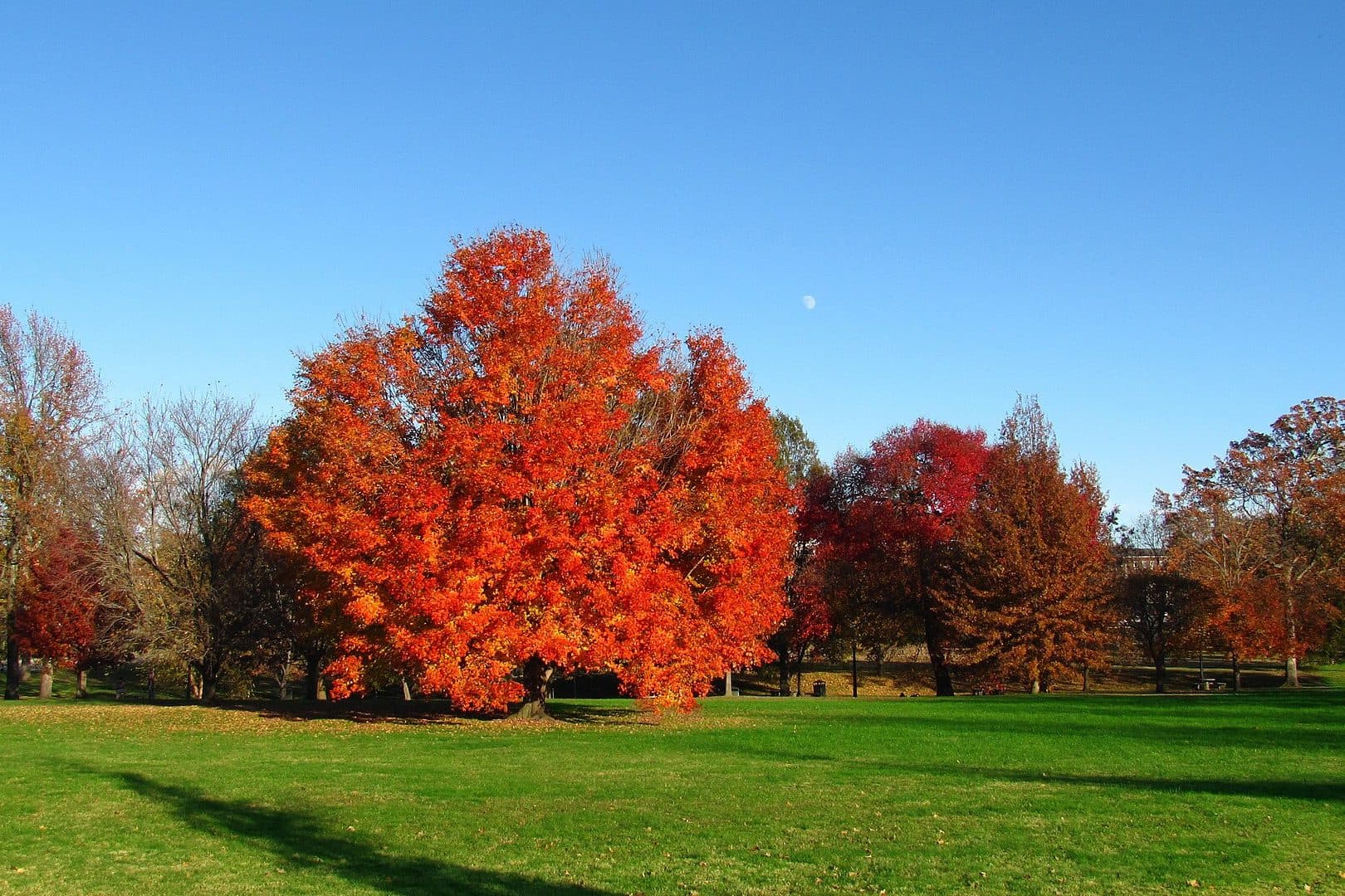 A blazing orange-red maple and other autumn trees across a green lawn in Sherlock Park at Tennessee Tech under a clear blue sky