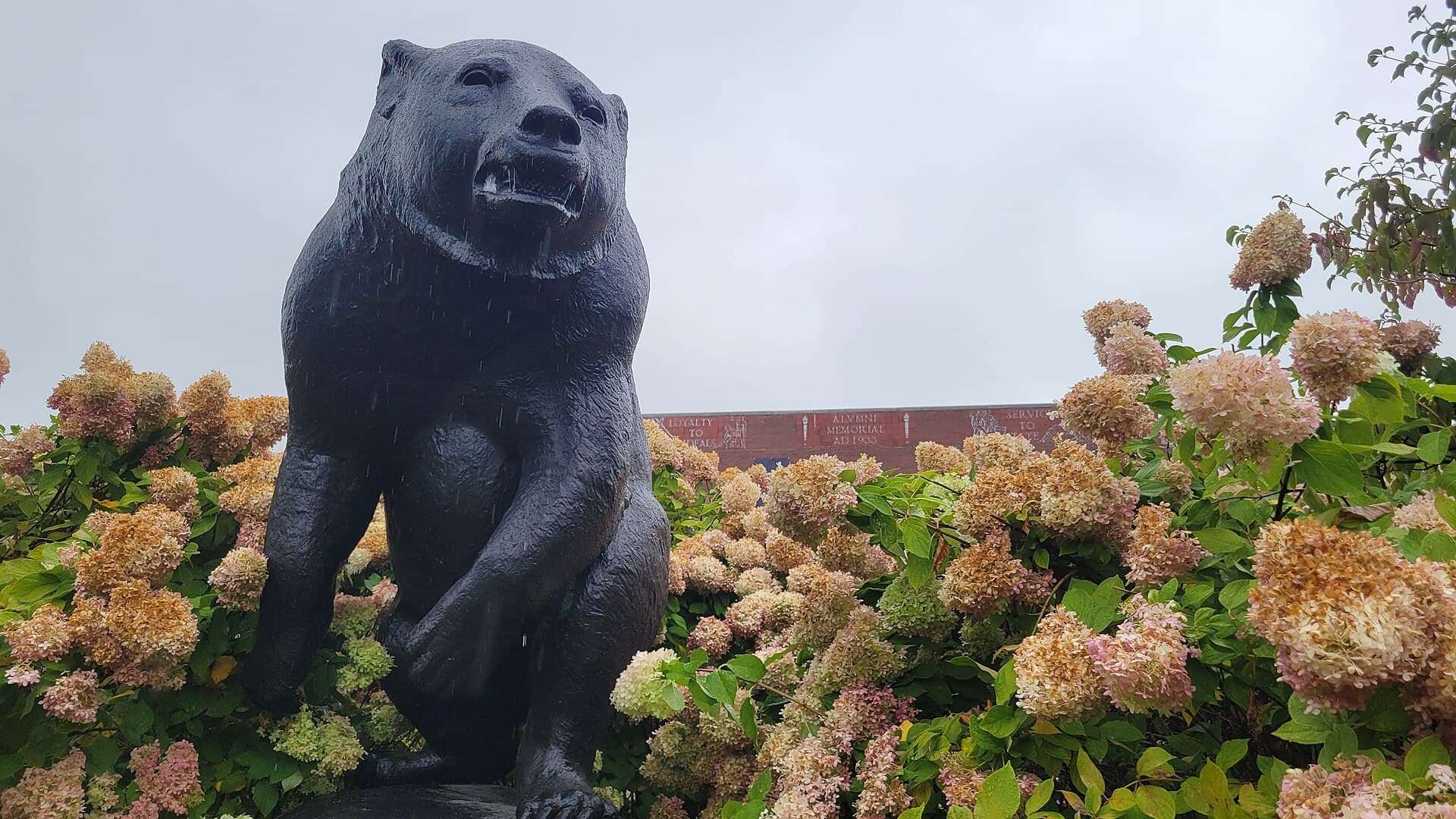 A dark bronze statue of a standing bear, the University of Maine mascot Bananas T. Bear, framed by big pink and cream hydrangea blooms, with the red-brick facade of the Alumni Memorial Gymnasium behind it under a gray, drizzly sky