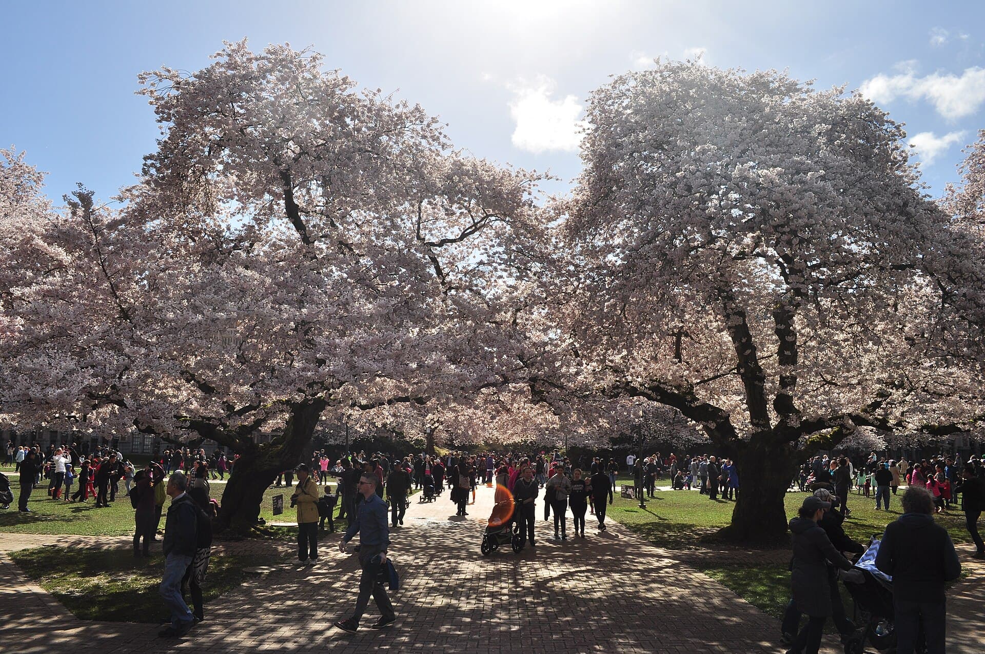 Visitors walking under huge blossoming cherry trees on the brick paths of the Quad at the University of Washington